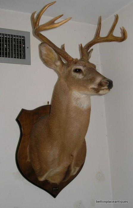 9 pt White tail Deer Mount