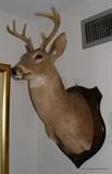 8 pt White tail Deer Mount