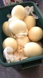 50+ Blown Ostrich Eggs