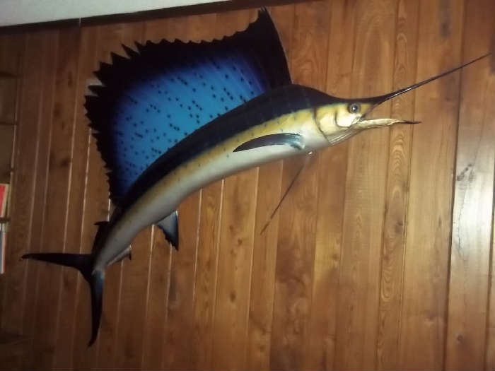 Blue Fin Marlin Taxidermy