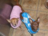 LUCY, THE HOLIDAYS ARE AROUND THE CORNER, SOME OF THESE THINGS WOULD MAKE A GREAT GIFT,