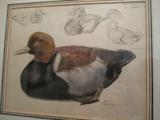 Paul Bransom Pastel of Red Crested Pochard
