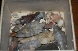 Vintage Fossils