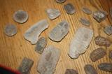 VERYYYY Large collection of FOSSILS