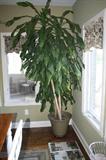 8 FOOT CORN PLANT
