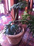                  Large plant & great rug selections