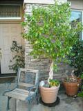 Fiscus tree-many outdoor potted plants available