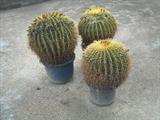 Barrel Cactus