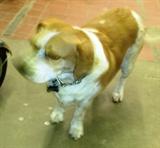 Jasper wants everyone to come back to see him at the auction this Saturday. 