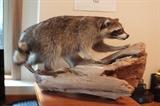 Raccoon 