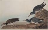 J. J. Audubon, Am., 1785-1851, Purple Sandpiper (Calidris maritima)