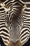  	Grevy Zebra Rug, 20th C.