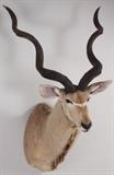  	Taxidermied Kudu Head, 20th C. 