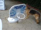 POOL BASKETBALL NET AND ALSO ONE SOCCER NET