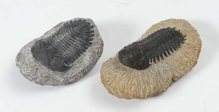 2 Trilobite Fossils
