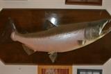 Fish Taxidermy