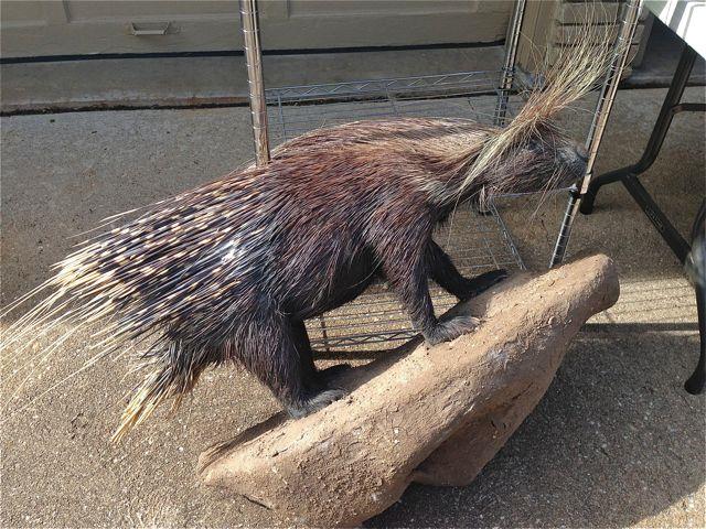 African Porcupine taxidermy, where else you going to find one of these this weekend? Only at Amber Ostrich Estate Sales, starts on SATURDAY April 12