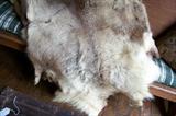 Animal skin from Africa (owner couldn't remember which animal)- the skin and fur is in wonderful condition
