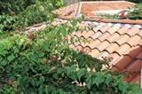 Terracotta roof tiles  