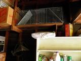 Critter Trap