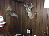 STUFFED PHEASANT / TAXIDERMY DEER