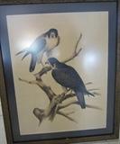 Roger Tory Peterson, signed Artist's proof, of falcons.