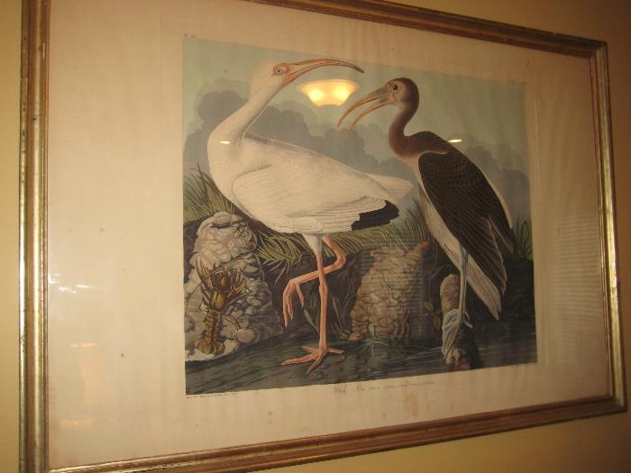 original Audubon Havel White Ibis 24" x 37" watermarked Whatman 