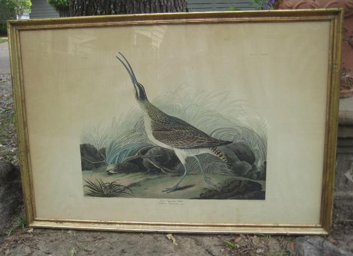 original Audubon, Havel, Great Equimaux Curlew with watermark Whatman