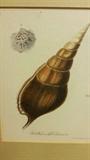 1770's Hand Colored Shell Prints