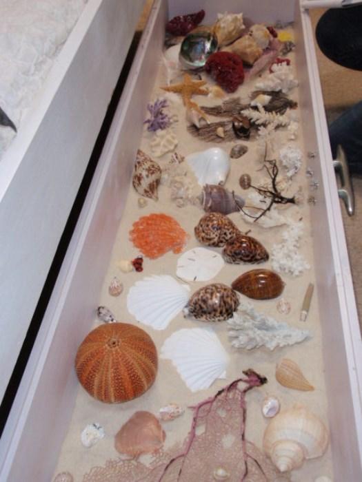 Sea Shell Collection in case