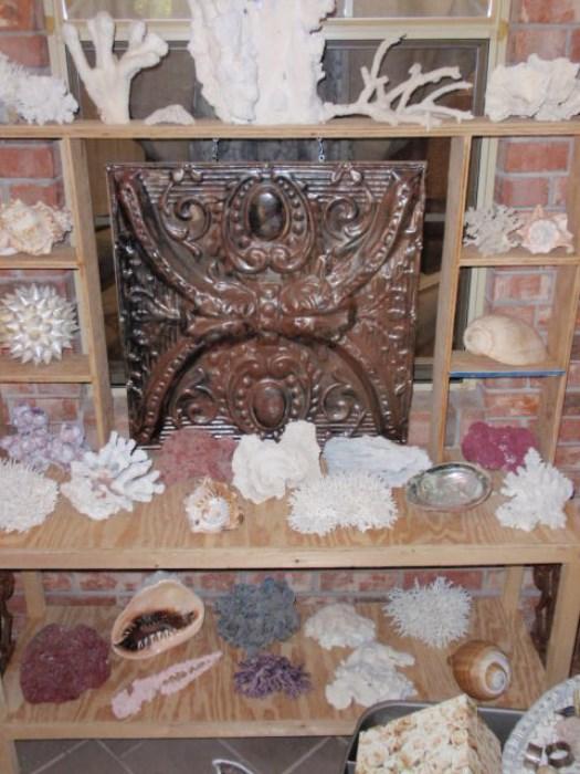 Sea Shell & Coral Collection