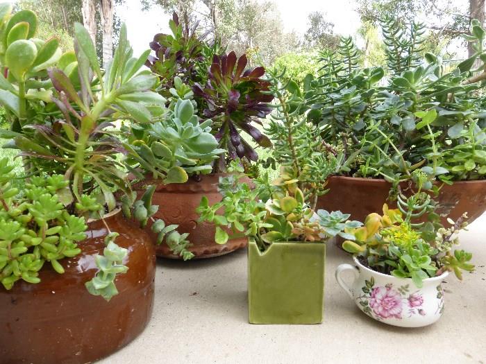 New arrivals - succulents!  Great gift idea!