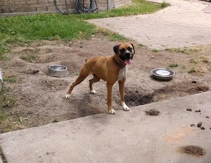 3 to 4 yr old female Boxer needs a good home. Call me at 281-236-2546