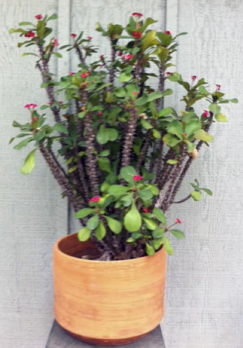 FREE GIVE AWAY - BEAUTIFUL EUPHORBIA $100 VALUE - COME AND REGISTER TO WIN 
