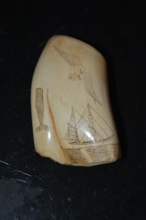 Molar Scrimshaw - Whale, ship, & albatross