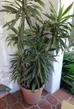 Great outdoor potted large plants