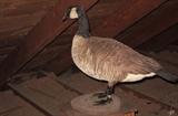 Taxidermied Canada goose
