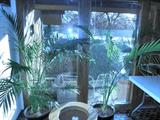 Large Cat Palms.