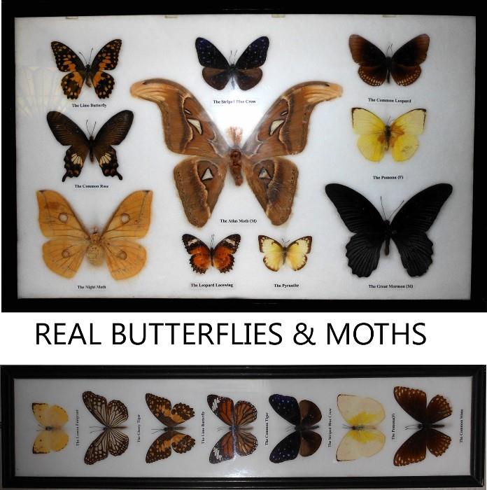 Lovely Framed Real Butterflies and Moths