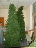 10' Christmas trees