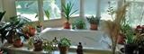 Many Plants for sale!