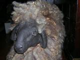Bisque head sheep w/ real wool.