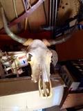 Long horn skull 