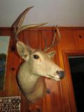 Deer Head Mount.