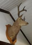Antique Taxidermy Deer