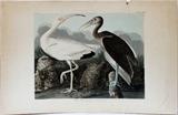 Lot#2057, J. J. AUDUBON, HAVELL EDITION ENGRAVING, ETCHING & AQUATINT, 1834, H 20 3/4", W 26 1/4", "WHITE IBIS//Framed.  Hand colored; plate CCXXII; No. 45; framed.  Dry mounted.  20 3/4" x 26 1/4" plate size; 25" x 39" paper size.