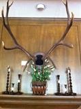            large elk mount; barley twist candle sticks