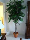 Artificial Ficus Tree