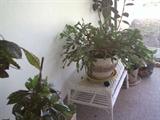 Christmas cactus