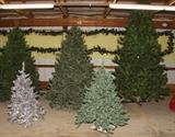 Christmas Trees - nice